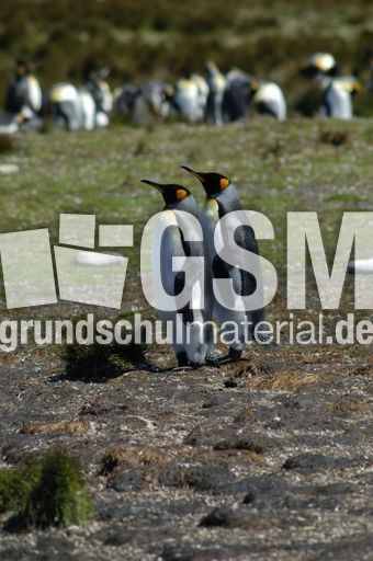 Königspinguin (58 von 84).jpg